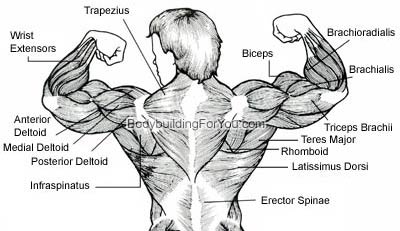 Back Muscle Chart