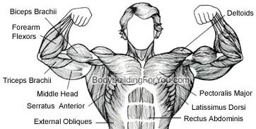 Arm Muscle Chart